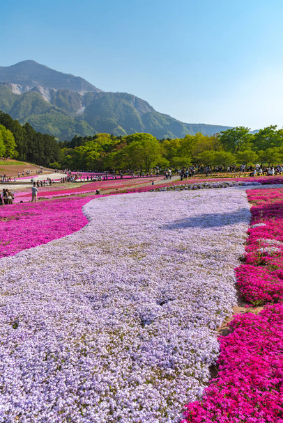 Paisaje del colorido Shiba Sakura (Phlox Subulata, musgo rosado) Florece en primavera en el Parque Hitsujiyama con el Monte Buko de fondo, ciudad de Chichibu, Prefectura de Saitama, Japón
 - Foto, Imagen