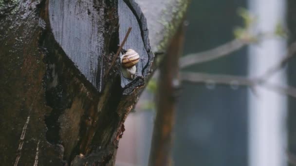 A csiga mászik végig a nedves törzse a fa a tavaszi napon. Csiga az esőkertben. - Felvétel, videó
