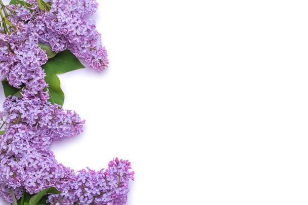 Кордон з бузковими квітами. Букет з фіолетових квітів ізольований
 - Фото, зображення