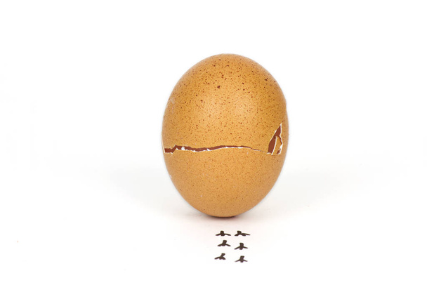 Rozbitá vejce skořápka s otisky na bílém pozadí. - Fotografie, Obrázek