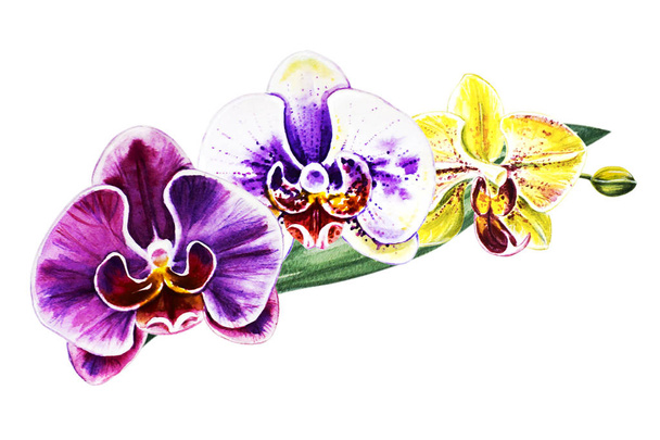 Three beautiful colorful bloomimg orchid flowers. Watercolor painting. Exotic plant. Floral print. Botanical composition. Wedding and birthday. Greeting card. Flower painted background. Hand drawn illustration. - Фото, изображение