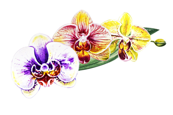Trzy piękne kolorowe bloomimg orchidei kwiatów. Malarstwo akwarelowe. Roślina egzotyczna. Kwiatowy nadruk. Kompozycja botaniczna. Ślub i urodziny. Karta z życzeniami. Kwiat malowane tło. Ilustracja narysowana ręcznie. - Zdjęcie, obraz