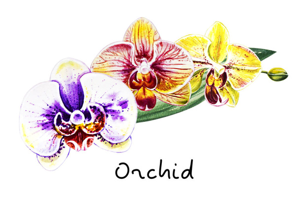 Három gyönyörű színes bloomimg orchidea virágok. Akvarell festés. Egzotikus növény. Virágos nyomtatás. Növénytani összetétel. Esküvő és születésnapi. Üdvözlőlap. Virág festett háttér. Kézzel rajzolt illusztráció. - Fotó, kép