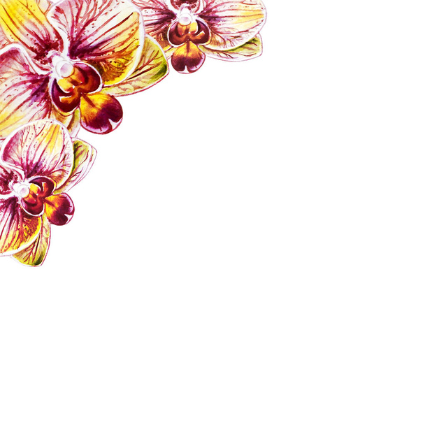 ilustração aquarela de flores de orquídea florescendo
  - Foto, Imagem