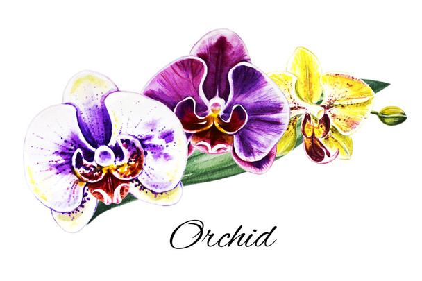 Üç güzel renkli bloomimg orkide çiçekleri. Suluboya boyama. Egzotik bitki. Çiçek baskısı. Botanik kompozisyon. Düğün ve doğum günü. Tebrik kartı. Çiçek boyalı arka plan. Elle çizilmiş illüstrasyon. - Fotoğraf, Görsel