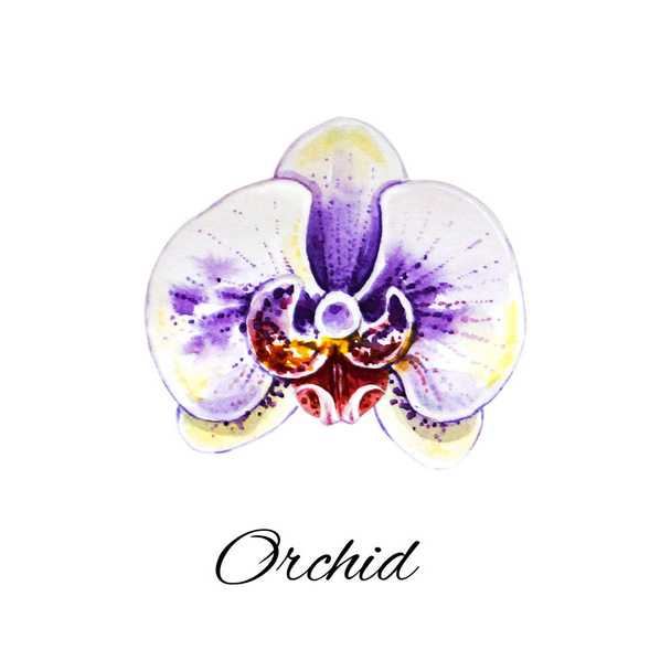 watercolor illustration of blooming orchid flower  - Photo, Image