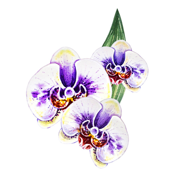 watercolor illustration of blooming orchid flowers  - Fotografie, Obrázek