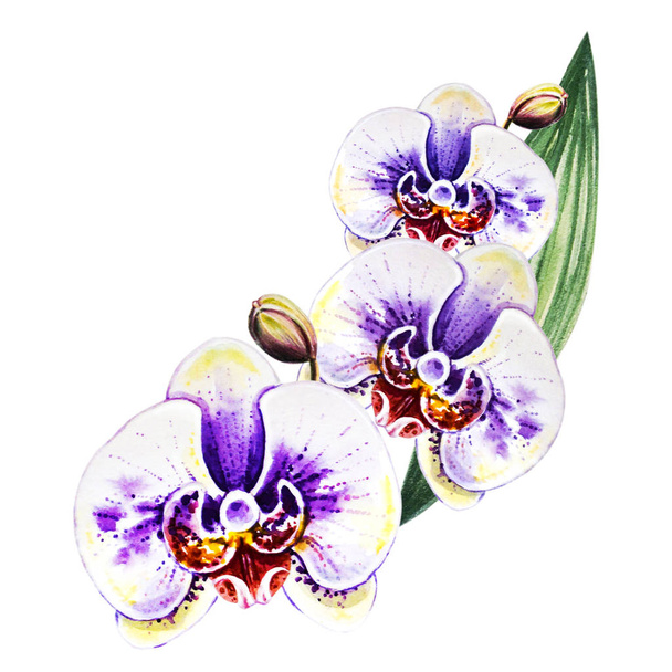 Flores de orquídea Imagens, banco de imagens e fotos de Flores de orquídea