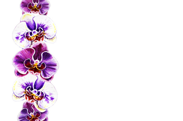 watercolor illustration of blooming orchid flowers  - Фото, зображення