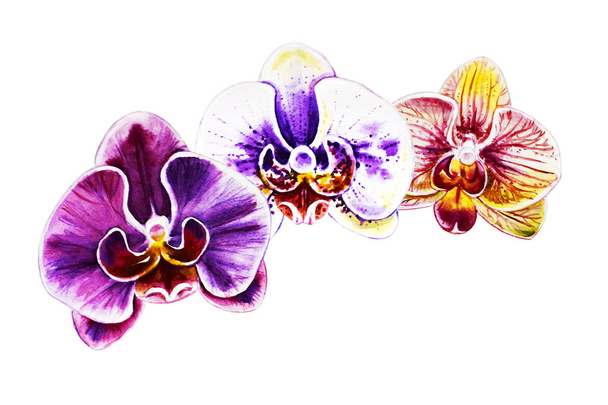 Üç güzel renkli orkide çiçek. Suluboya boyama. Egzotik bitki. Çiçek baskısı. Botanik kompozisyon. Düğün ve doğum günü. Tebrik kartı. Çiçek boyalı arka plan. Elle çizilmiş illüstrasyon. - Fotoğraf, Görsel