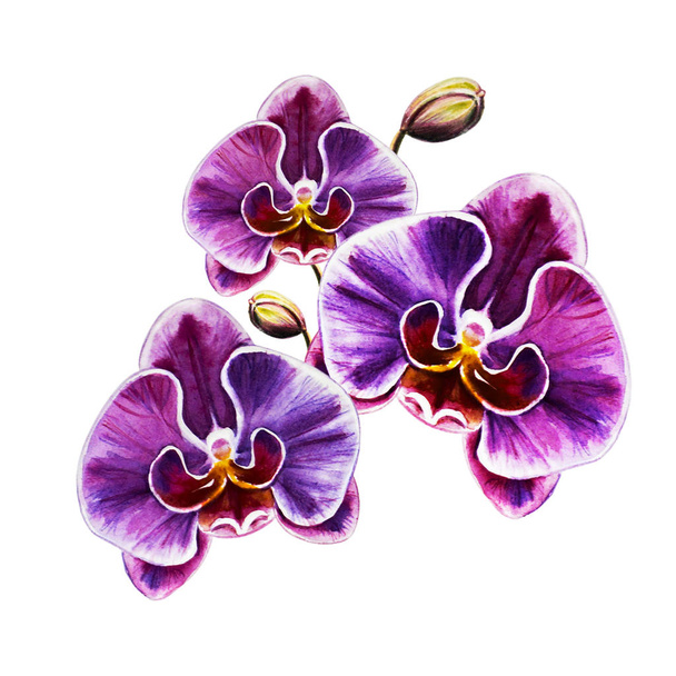 Aquarel illustratie van bloeiende orchidee bloemen  - Foto, afbeelding