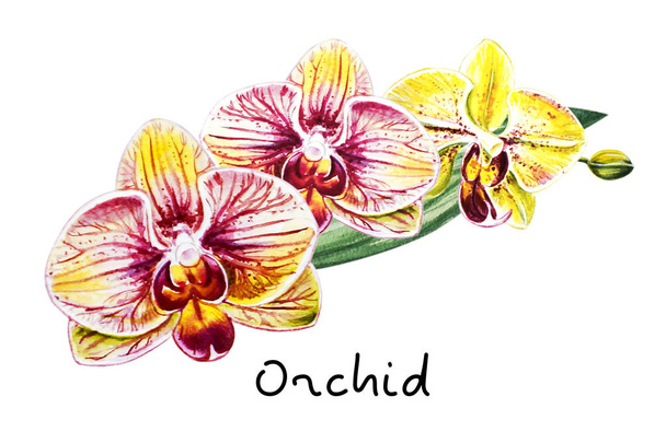 Három gyönyörű színes orchidea-virágok. Akvarell festés. Egzotikus növény. Virágos nyomtatás. Növénytani összetétel. Esküvő és születésnapi. Üdvözlőlap. Virág festett háttér. Kézzel rajzolt illusztráció. - Fotó, kép