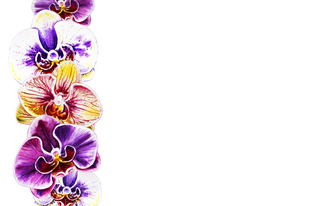 akwarela ilustracja kwitnących kwiatów storczyków  - Zdjęcie, obraz