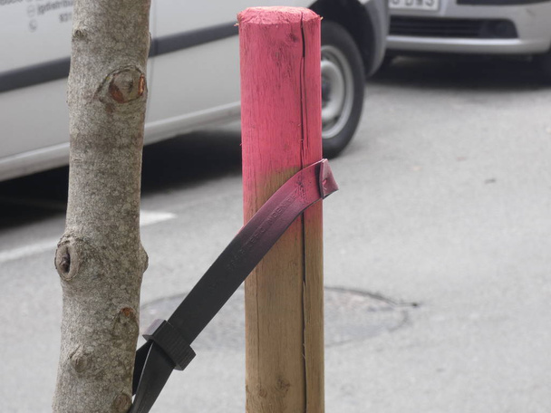 Strap for the tree grow straight and healthy - Photo, Image