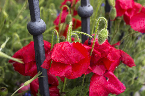 Маки і кукурудзяні квіти розквітають на клумбі, червоному і синьому
  - Фото, зображення