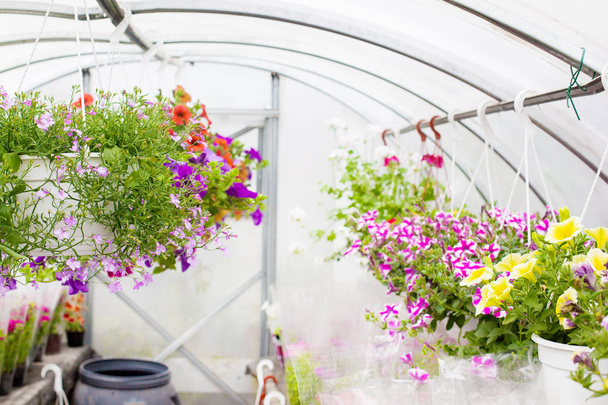 Venta de petunias multicolores que se cultivan en el invernadero. Enfoque selectivo
. - Foto, Imagen