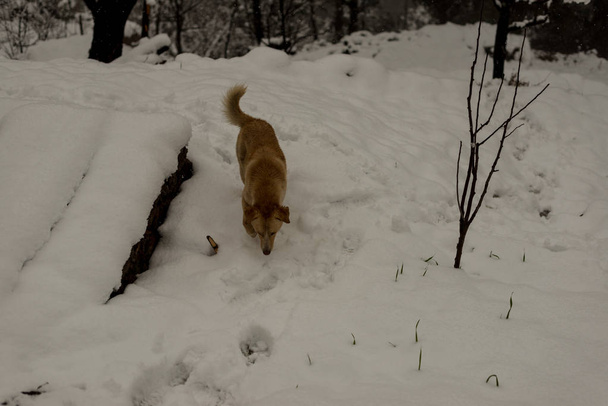 Indian Dog running and playing in the snow on the nature - Photo, Image