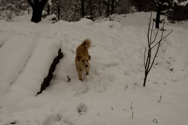 Indián kutya fut, és játszik a hóban a természet - Fotó, kép