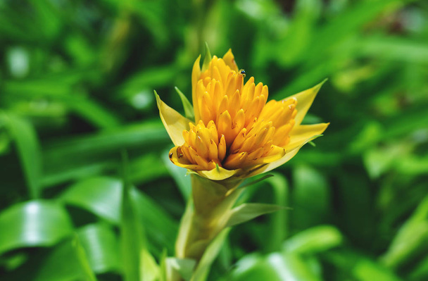 flor tropical amarilla - Foto, imagen