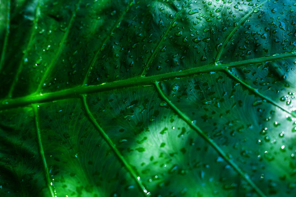 wet tropical leaf - Φωτογραφία, εικόνα