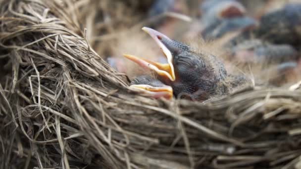 Primer plano de un pequeño zorzal esponjoso recién nacido que está durmiendo en un nido con el pico abierto. Movimiento lento
. - Metraje, vídeo