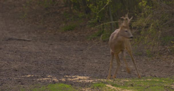 Roe buck en el bosque, alerta sobre los alrededores
 - Metraje, vídeo
