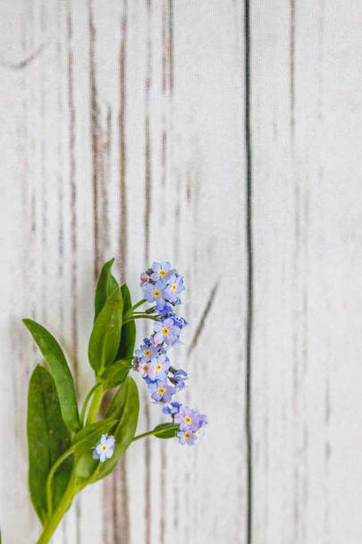 Sobre un fondo de madera blanco claro hay una flor azul olvidar
 - Foto, imagen