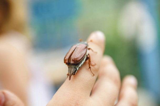 En la mano de los niños se sienta un gran escarabajo May-bugle y se prepara
 - Foto, Imagen