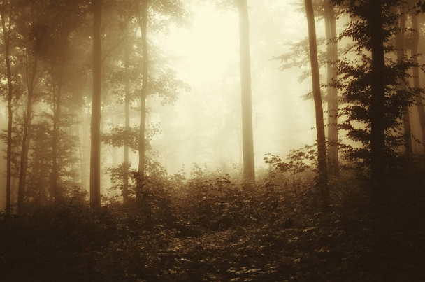 Geheimnisvoller Nebelwald im Morgenlicht - Foto, Bild