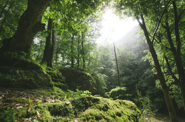 Zomer landschap met zon schijnt in groene bossen met oude bomen en mos - Foto, afbeelding