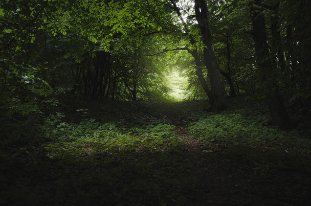 dark green forest path, fantasy landscape - Photo, Image