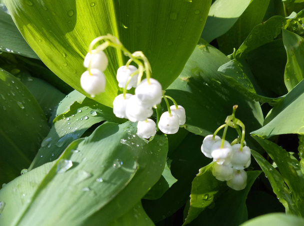 Lily of the valley in the morning sunlight - Photo, Image