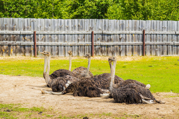 African ostrich at the farm - 写真・画像