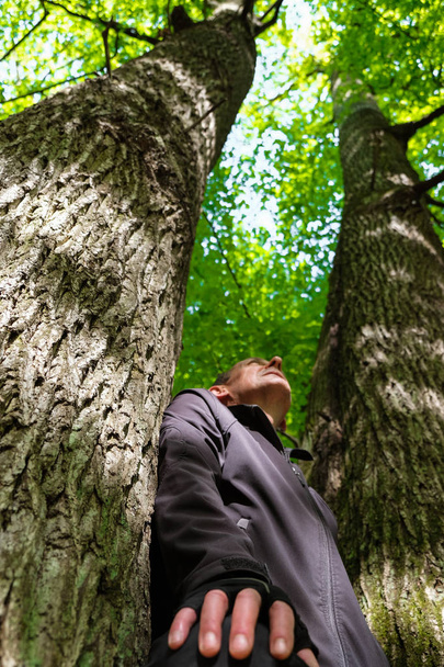  Szczęśliwy człowiek stojący odizolowany między gigantycznymi drzewami lasu patrzy. Słoneczny dzień na Ukrainie. Widok z dołu. - Zdjęcie, obraz