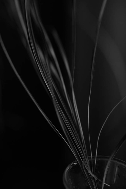  black and white studio photography of flowers - Foto, Imagem