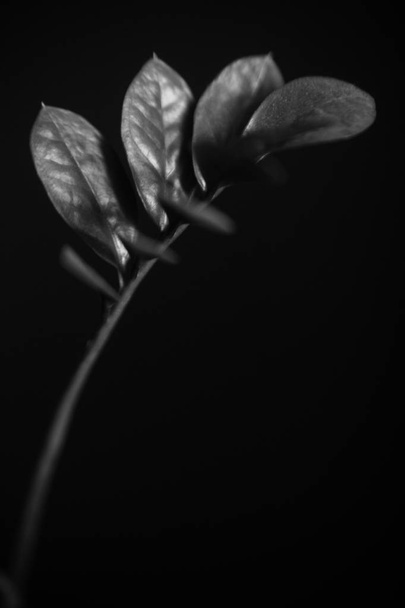  black and white studio photography of flowers - Zdjęcie, obraz
