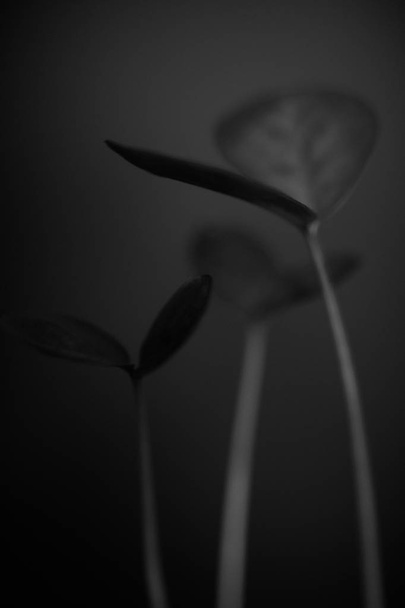  black and white studio photography of flowers - Foto, Imagen