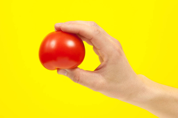 A man cook hand holding a colorful fresh red tomato, isolated on - Photo, image