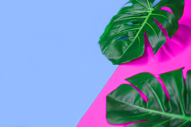 Tropical green palm monstera leaves or swiss cheese plant on pink and blue background. - Foto, imagen