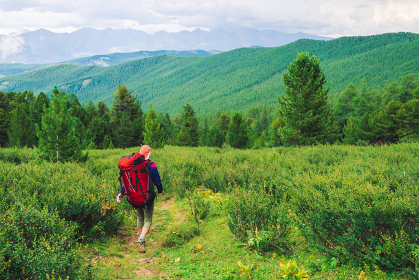 Girl with red large backpack go on footpath across green meadow to coniferous forest. Hiking in mountains. Traveler near conifer trees on summit. Mountain peaks away. Majestic nature of highlands. - Foto, Imagem