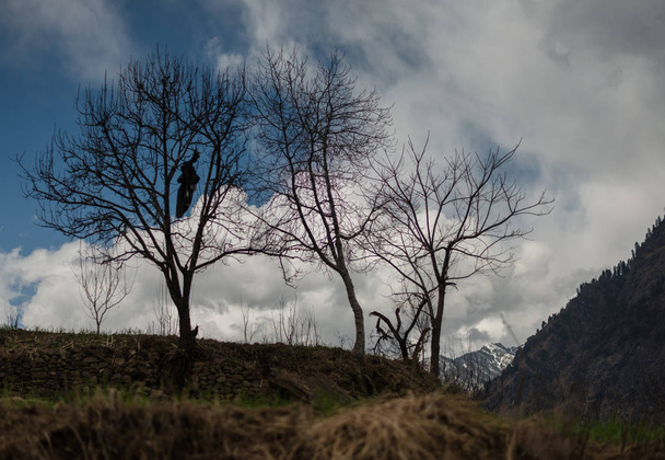 Photo de l'arbre d'automne en himalaya - Vallée du Sainj
 - Photo, image