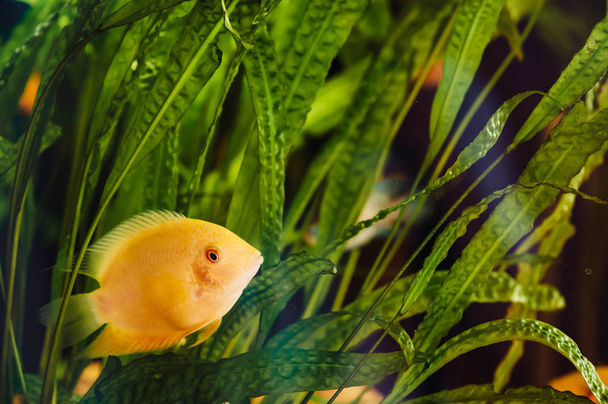 Heros severus floats in a home aquarium among algae. A big yellow fish. - Photo, Image