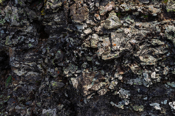 Plane of dark gray boulder. Beautiful rough rock surface close up. Colorful textured stone. Amazing detailed background of highlands boulder with mosses and lichens. Natural texture of mountain stone. - Photo, Image