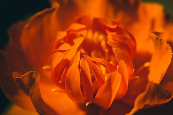 Belo botão quente de flor ardente no fundo escuro com espaço de cópia. Trollius Asiaticus em macro. Pétalas de fogo laranja fecham. Associação abstrata sobre o tema do fogo
. - Foto, Imagem