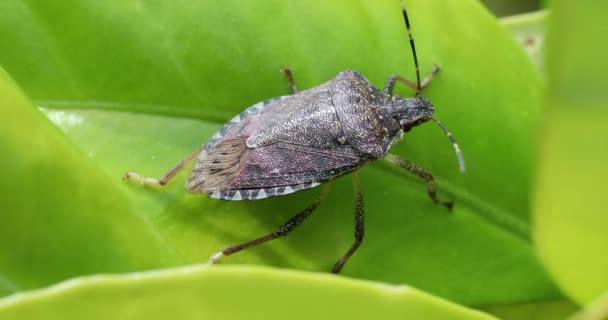 Bug d'odeur marbrée brune (Halyomorpha Halys) sur feuille verte. Close Up View / Macro Shot - Résolution 4K DCi
 - Séquence, vidéo