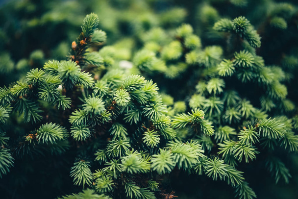 Beautiful evergreen branch of Christmas tree close-up. Green background of needles little coniferous tree with copy space. Fragment of small fir is closely. Greenish natural spruce texture in macro. - Photo, Image