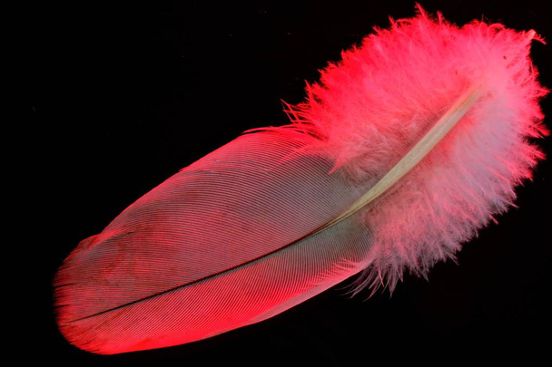 Pluma pájaro rosa, primer plano aislado sobre fondo negro, claro y aireado. La pluma es material ligero, permite que las aves vuelen, se utiliza como decoración, herramienta de escritura y para el diseño
. - Foto, imagen