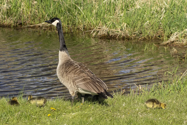Ganso de Canadá con sus goslings en la orilla del río. Escena natural de Wisconsin
. - Foto, Imagen