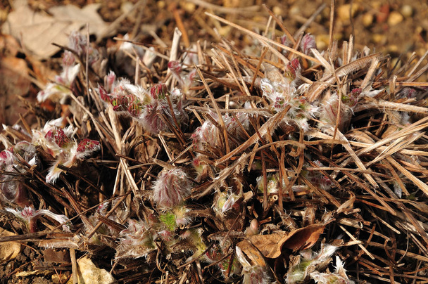 hairy sprouts of a pasque flower in spring garden - Photo, Image