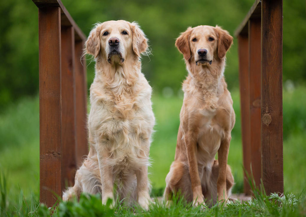 Assis deux chiens Golden Retriever
. - Photo, image